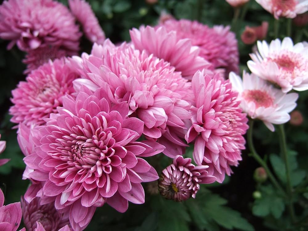 Baby Pink Chrysanthemum Flower seeds for Planting - Pollinator Friendly, Heirloom & GMO Free Seeds for Home Garden