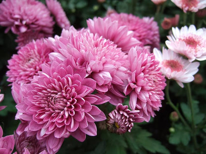 Baby Pink Chrysanthemum Flower seeds for Planting - Pollinator Friendly, Heirloom & GMO Free Seeds for Home Garden