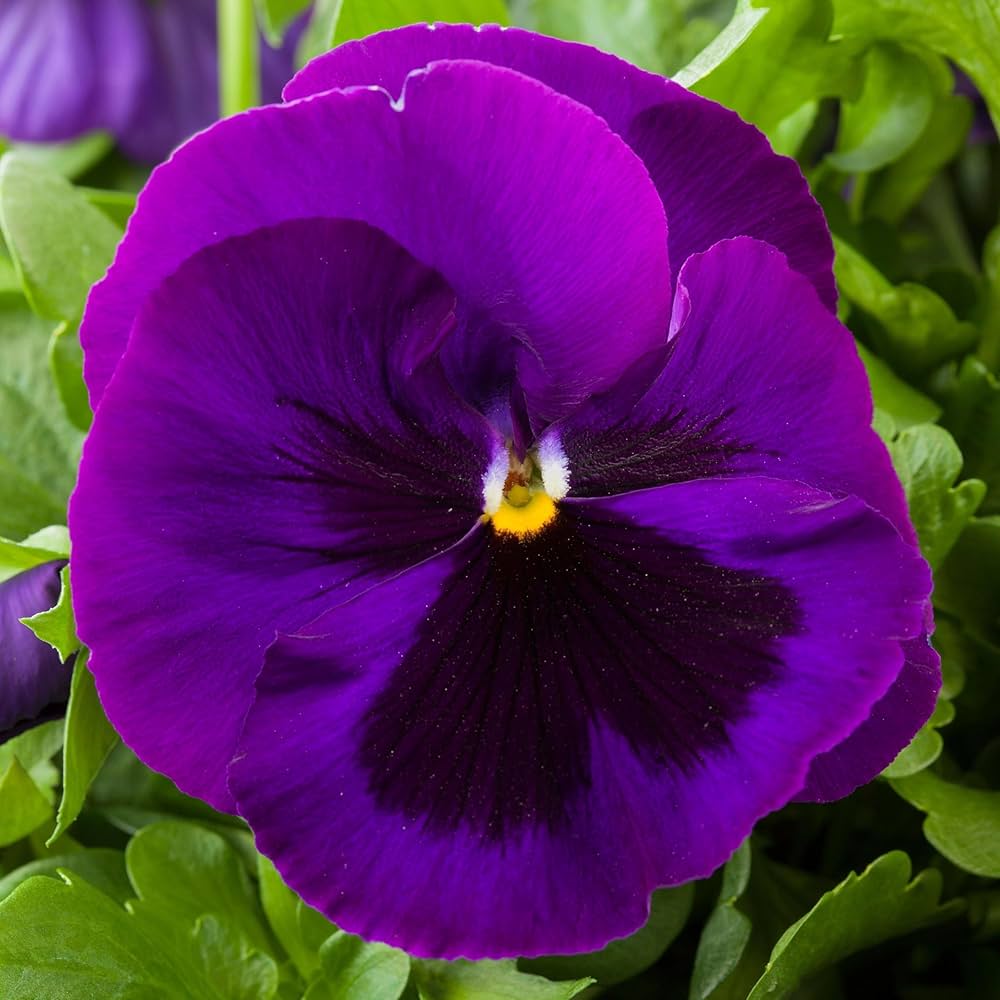 Premium Mix Pansy Flower seeds for Planting Premium Quality, Heirloom & GMO Free Seeds for Home Garden seeds