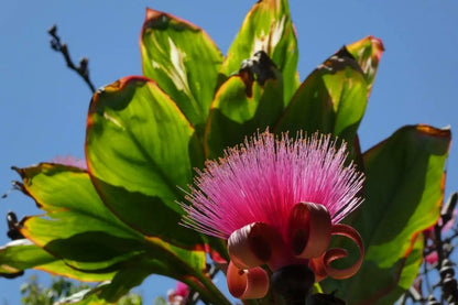 Ellipticum Flower seeds for Planting Sun Loving Heirloom & GMO Free Seeds for Home Garden