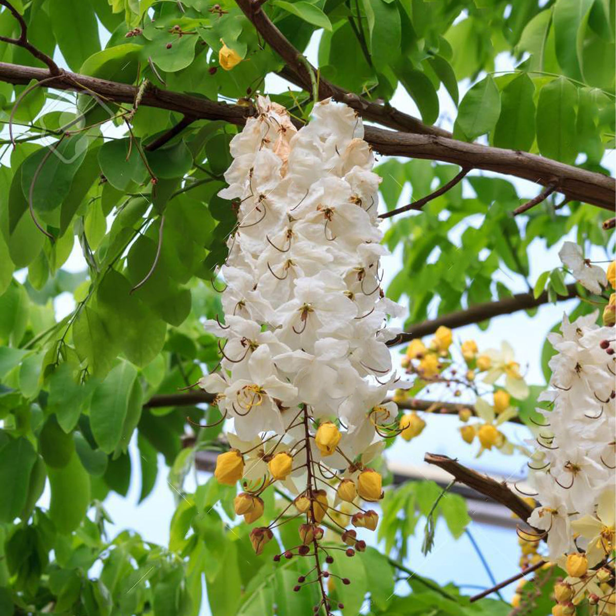Cassia Flower seeds for Planting Hardy Variety Heirloom & GMO Free Seeds for Home Garden