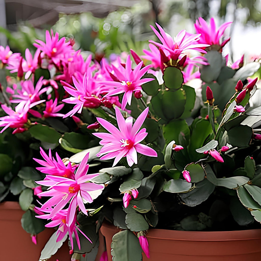 Purple Schlumbergera Flower seeds for Planting Low Maintenance, Heirloom & GMO Free Seeds for Home Garden seeds for planting