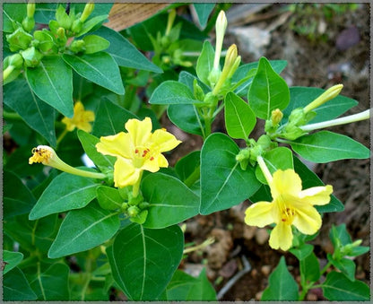 Mirabilis Flower seeds for Planting Wildflower Mix Heirloom & GMO Free Seeds for Home Garden