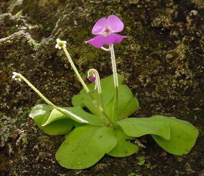 Pinguicula Flower seeds for Planting Vibrant Colors Heirloom & GMO Free Seeds for Home Garden