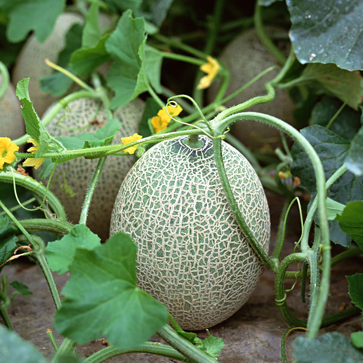Iroquois Cantaloupe Melon (Cucumis melo) Fruit Seeds