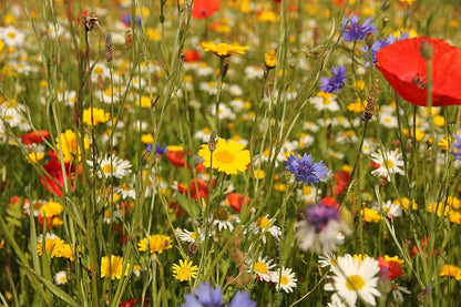 Autumn Sowing Flower seeds for Planting Easy to Grow Heirloom & GMO Free Seeds for Home Garden