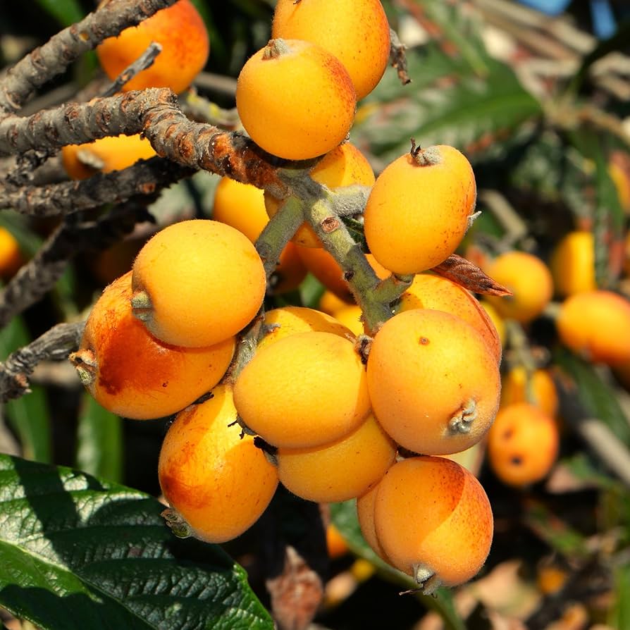 Yellow Loquat Fruit Seeds Planting Guide - Evergrowseeds