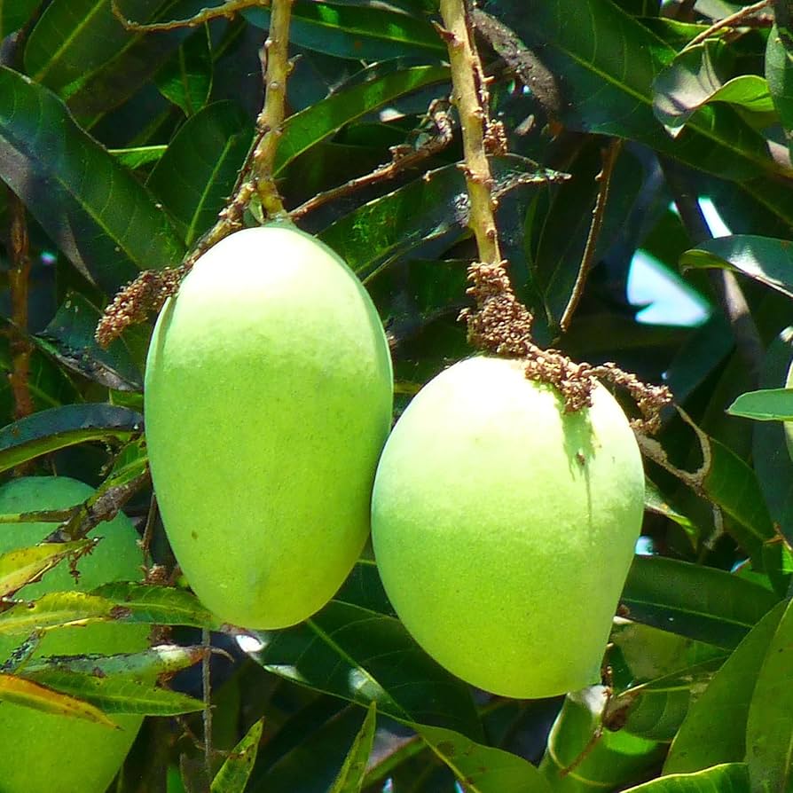 Mango Fruit Seeds For Planting - Grow Your Own Mangoes