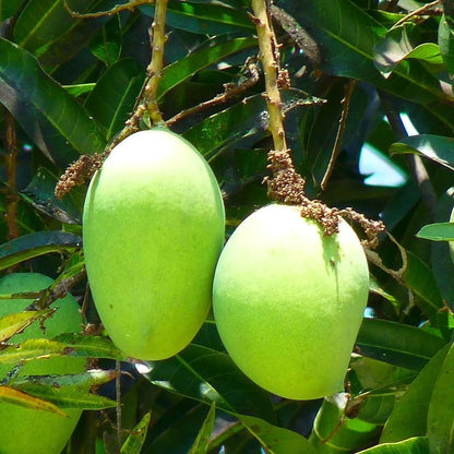 Mango Fruit Seeds For Planting - Grow Your Own Mangoes