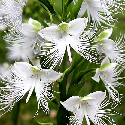 Radiata Orchid Flower seeds for Planting Bright Blooms Heirloom & GMO Free Seeds for Home Garden