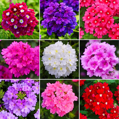 Verbena Dwarf Mix Flower seeds for Planting - Pollinator Friendly, Heirloom & GMO Free Seeds for Home Garden