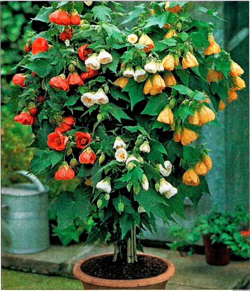 Abutilon Bellvue Flower seeds for Planting Drought Tolerant, Heirloom & GMO Free Seeds for Home Garden vegetable and garden seeds