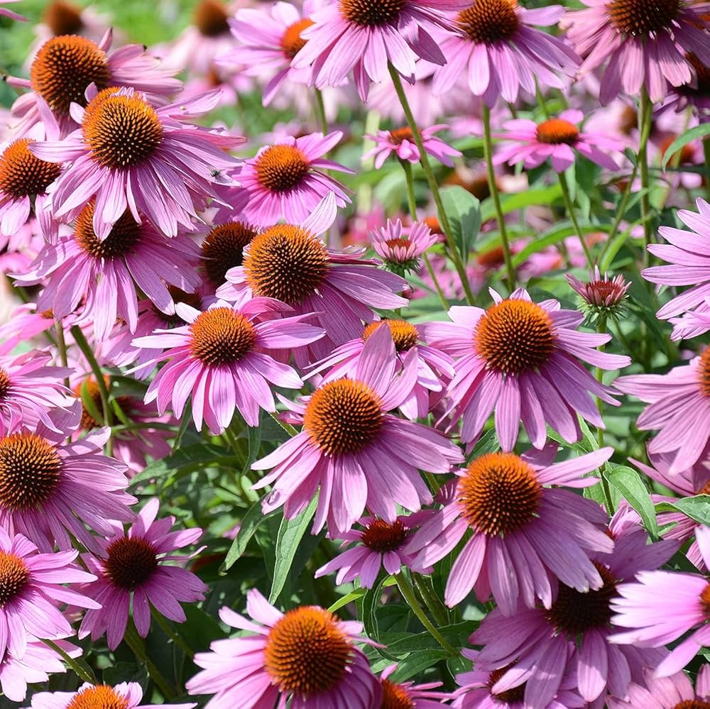 Pink ConeFlower seeds for Planting Easy to Grow, Heirloom & GMO Free Seeds for Home Garden vegetable and garden seeds