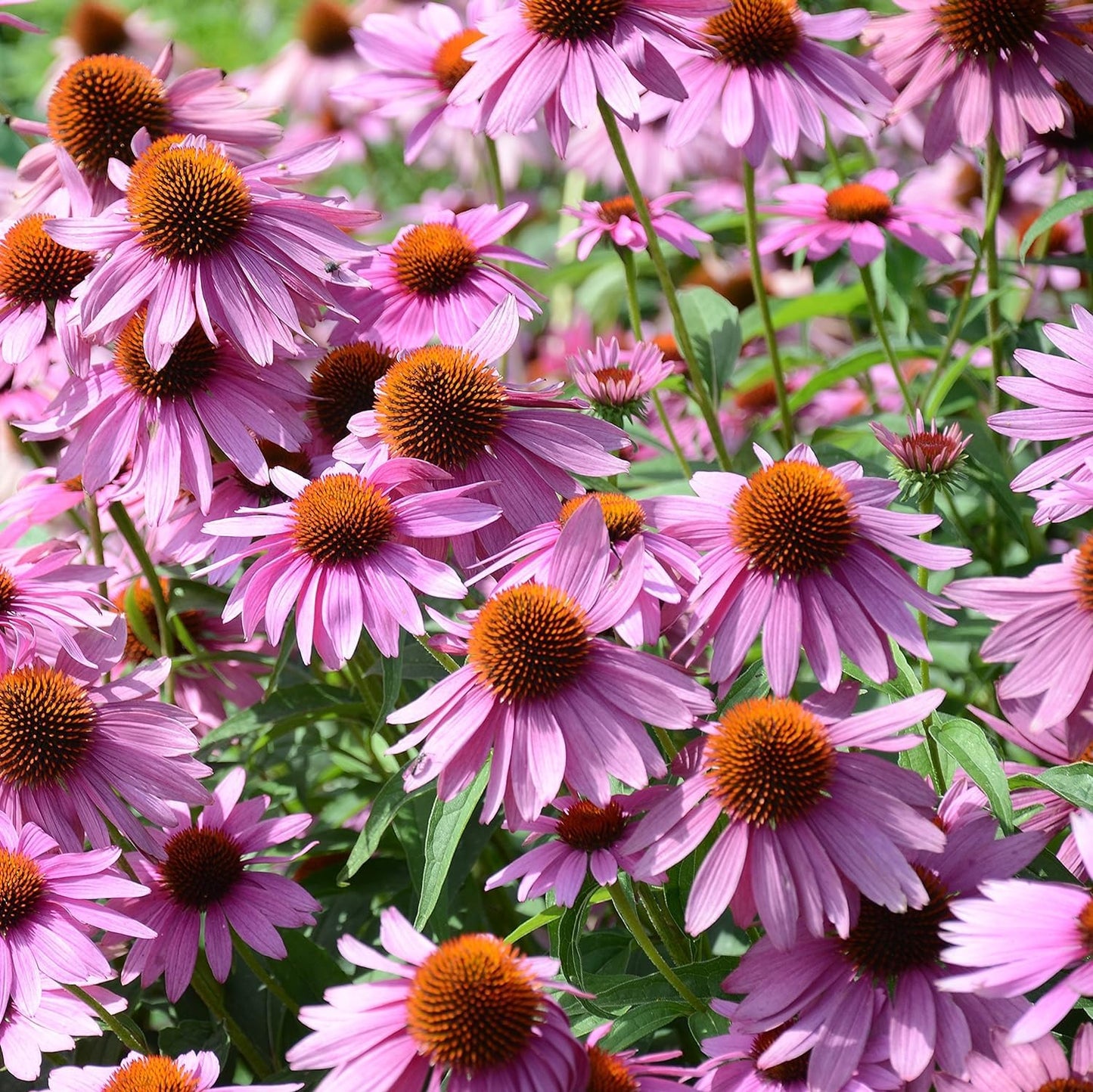 Heirloom ConeFlower seeds for Planting Long Bloom Season Heirloom & GMO Free Seeds for Home Garden