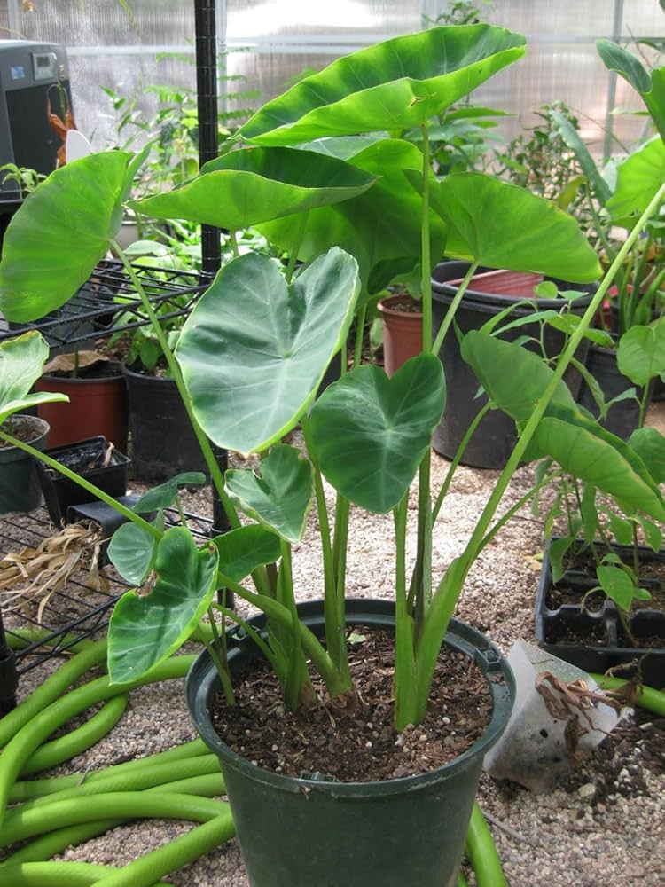 Colocasia Elephant Ear Flower seeds for Planting, Vibrant Colors Heirloom & GMO Free Seeds for Home Garden   Sale
