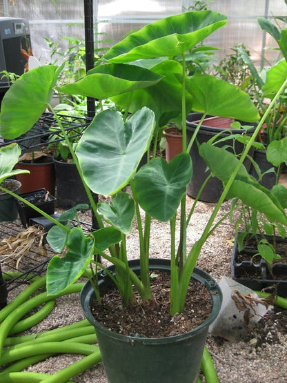 Colocasia Elephant Ear Flower seeds for Planting, Vibrant Colors Heirloom & GMO Free Seeds for Home Garden   Sale