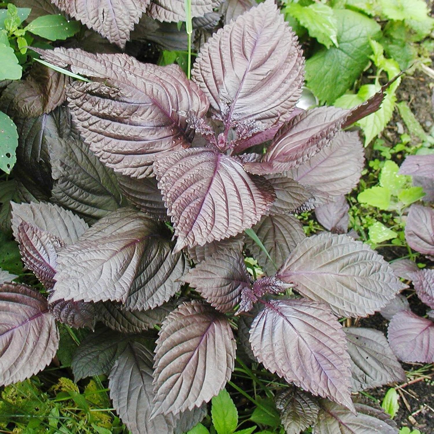 High quality Deep Purple Coleus Flower seeds for Planting Bright Blooms, Heirloom & GMO Free Seeds for Home Garden seeds pack