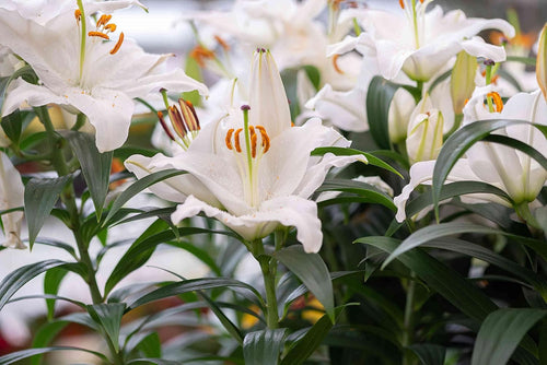 Casa Blanca Flower seeds for Planting Perfect for Borders, Heirloom & GMO Free Seeds for Home Garden seeds for planting