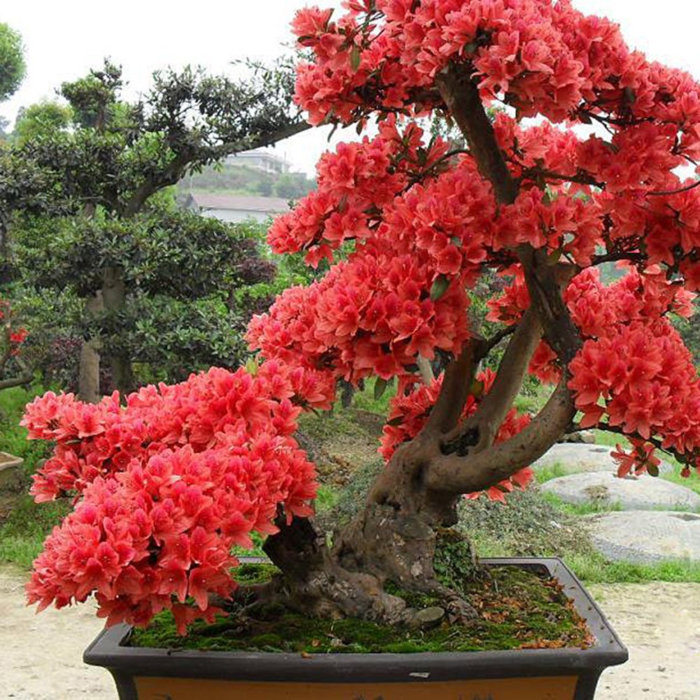 Simsii Bonsai Flower Seeds Planting Red