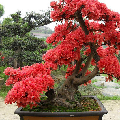 Simsii Bonsai Flower Seeds Planting Red