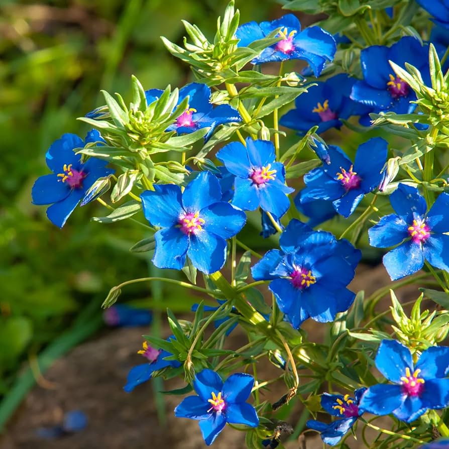 High quality Blue Pimpernel Flower seeds for Planting Cut Flower Favorite, Heirloom & GMO Free Seeds for Home Garden seeds pack