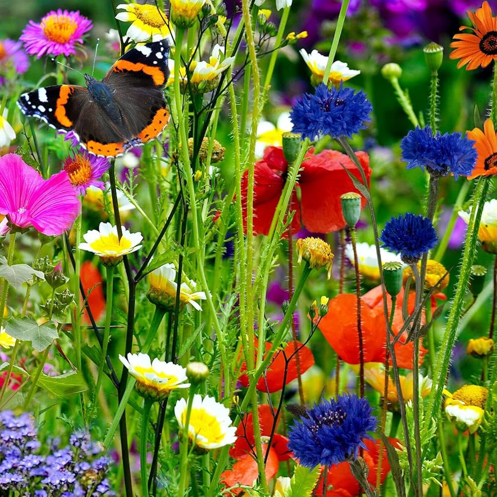 Premium Mixed Oenothera Flower seeds for Planting Wildflower Mix, Heirloom & GMO Free Seeds for Home Garden seeds
