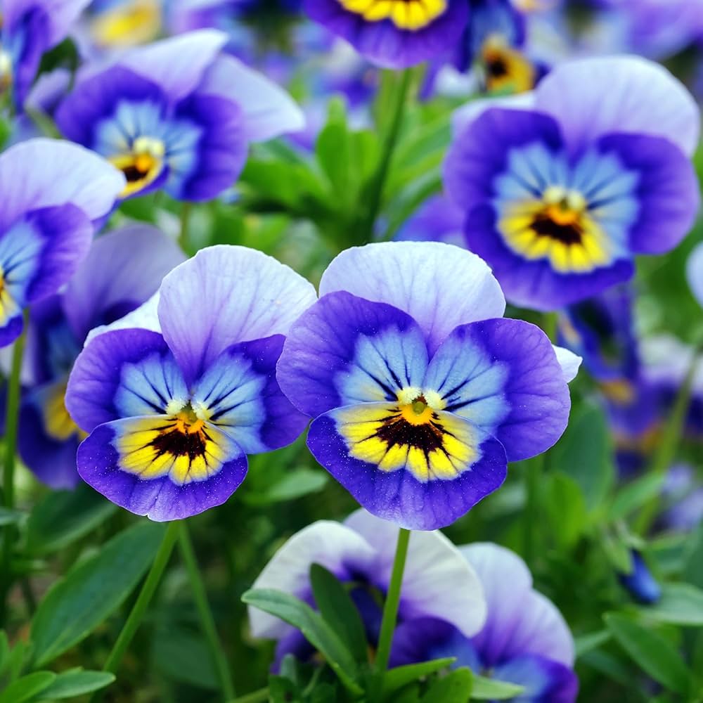 Premium Pansy Blue Flower seeds for Planting Wildflower Mix, Heirloom & GMO Free Seeds for Home Garden seeds