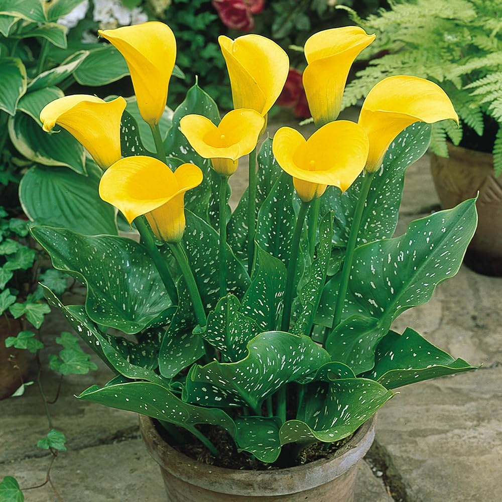 Yellow Calla Flower seeds for Planting Garden Favorite, Heirloom & GMO Free Seeds for Home Garden vegetable and garden seeds