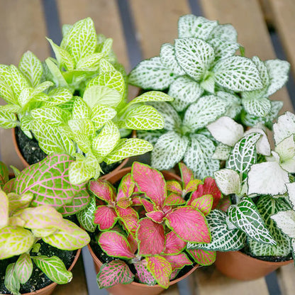 Multi-Colour Fittonia Flower seeds for Planting - Sun Loving, Heirloom & GMO Free Seeds for Home Garden