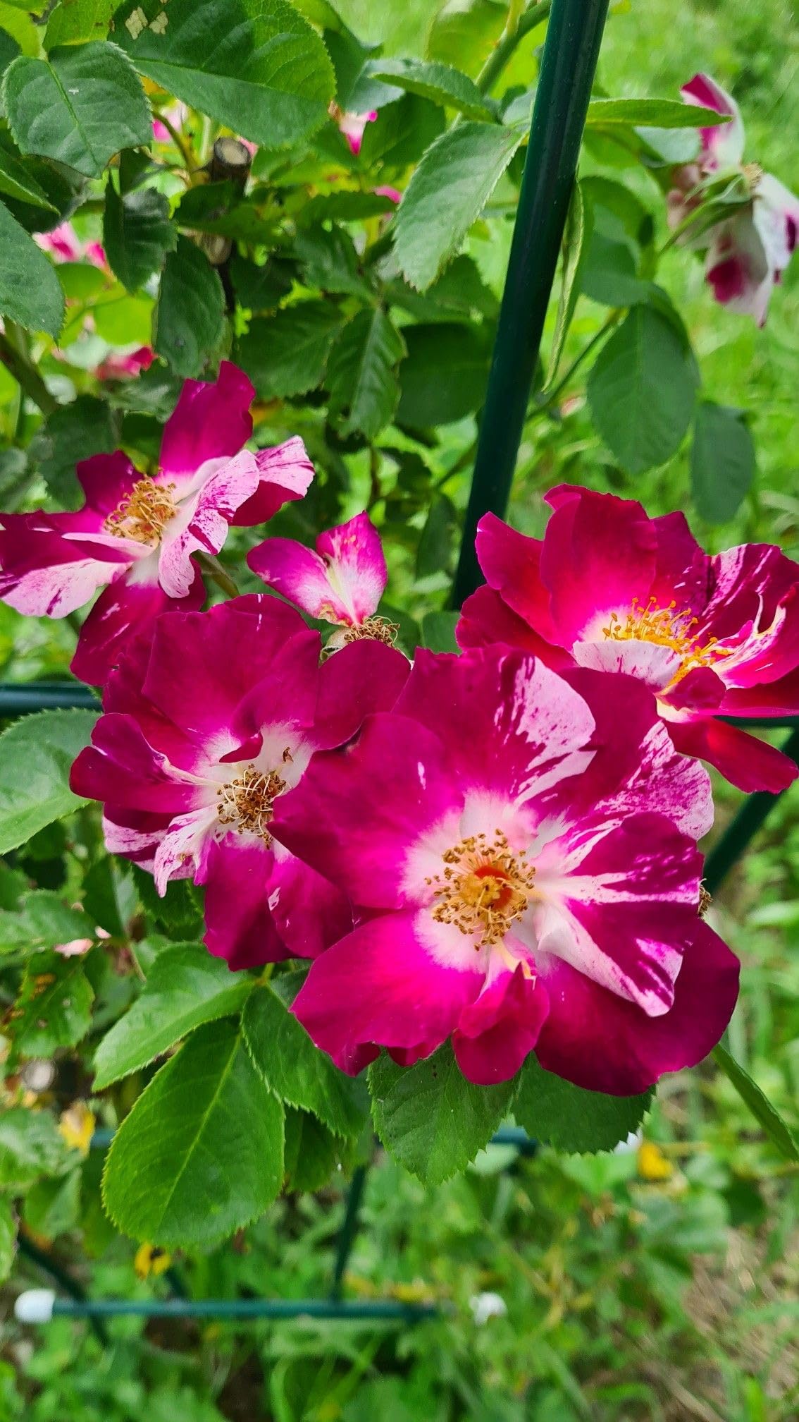 Pink Red Climbing Rose Flower seeds for Planting Garden Favorite Heirloom & GMO Free Seeds for Home Garden
