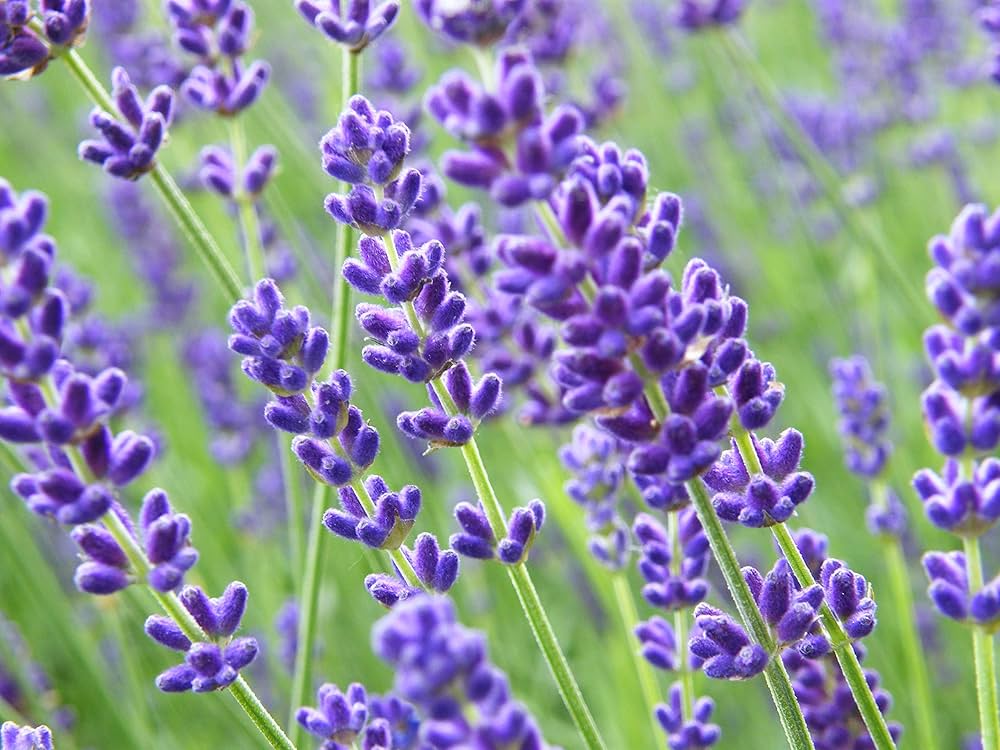 Premium Provence Lavender Flower seeds for Planting Easy to Grow, Heirloom & GMO Free Seeds for Home Garden seeds