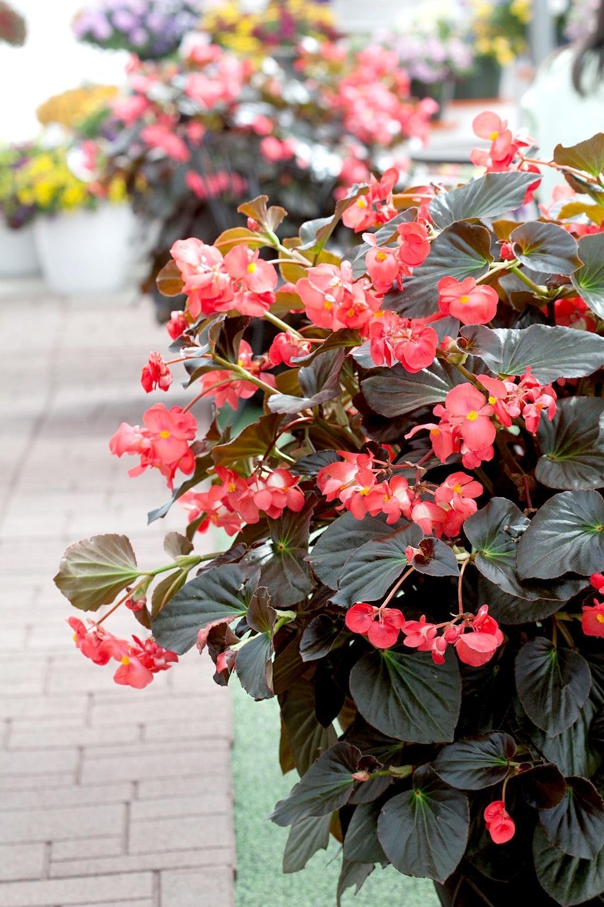 High quality Burgundy Begonia Flower seeds for Planting Easy to Grow, Heirloom & GMO Free Seeds for Home Garden seeds pack