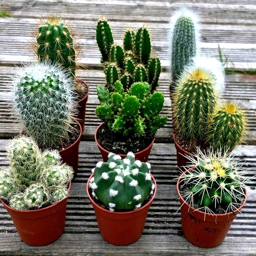Mixed Opuntia Flower seeds for Planting Cottage Garden Essential, Heirloom & GMO Free Seeds for Home Garden vegetable and garden seeds