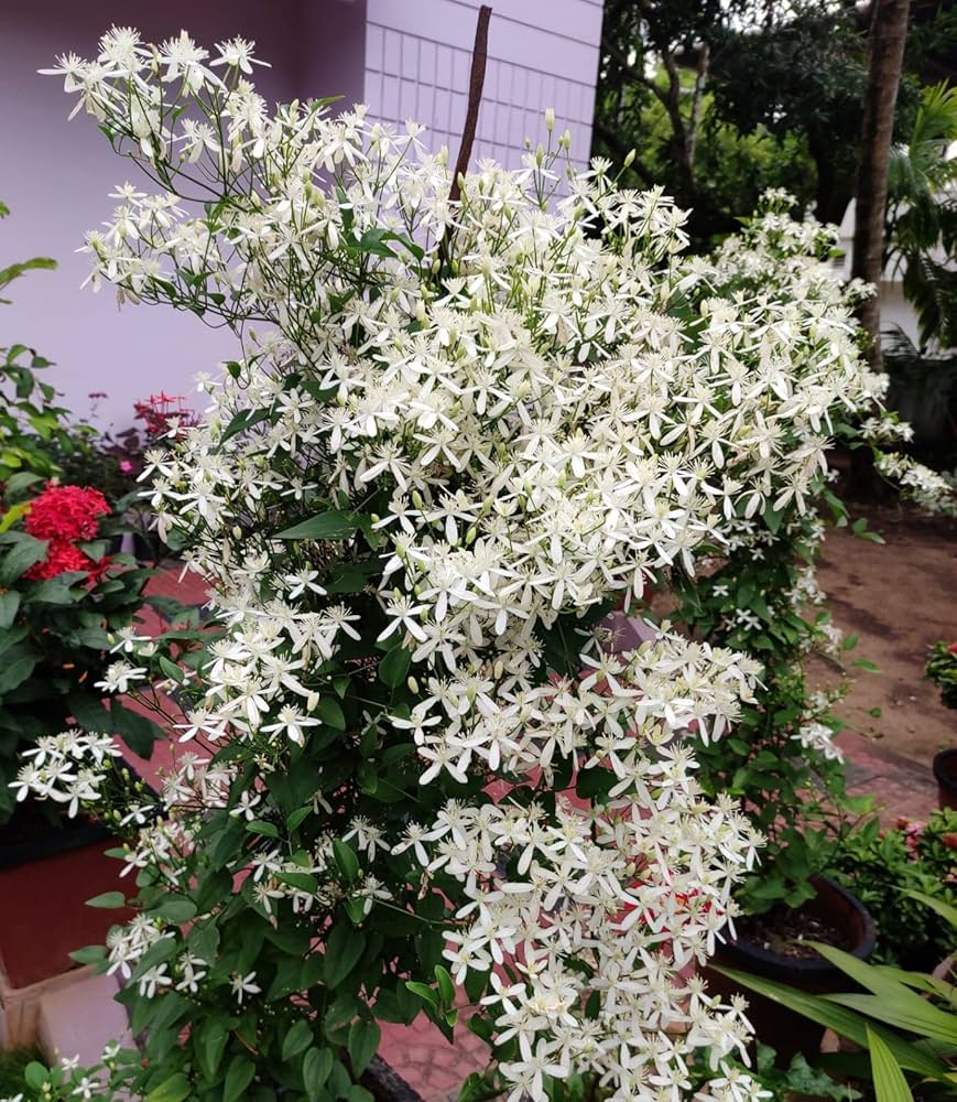 White Loropetalum Flower seeds for Planting Low Maintenance, Heirloom & GMO Free Seeds for Home Garden vegetable and garden seeds
