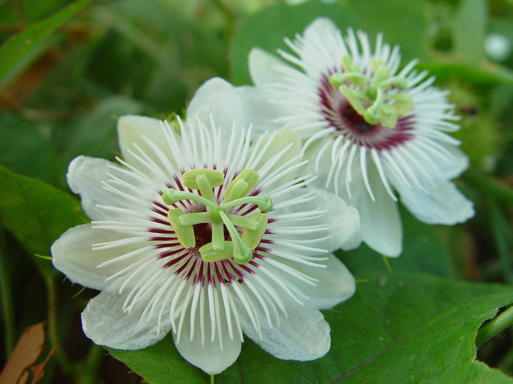 Premium White Passiflora Flower seeds for Planting Hardy Variety, Heirloom & GMO Free Seeds for Home Garden seeds