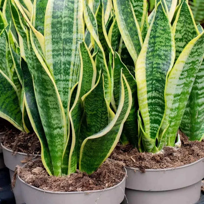 Sansevieria Flower seeds for Planting - Cut Flower Favorite, Heirloom & GMO Free Seeds for Home Garden
