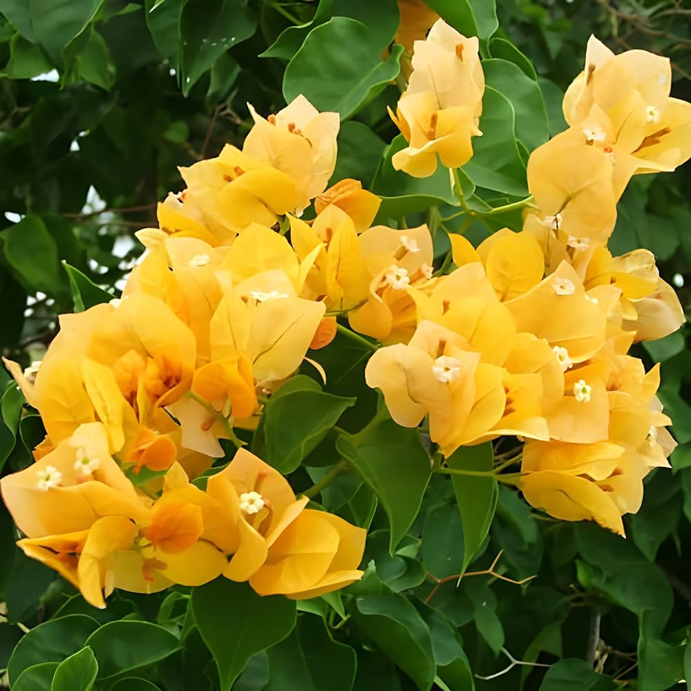 Light Yellow Bougainvillea Flower seeds for Planting Colorful Display Heirloom & GMO Free Seeds for Home Garden