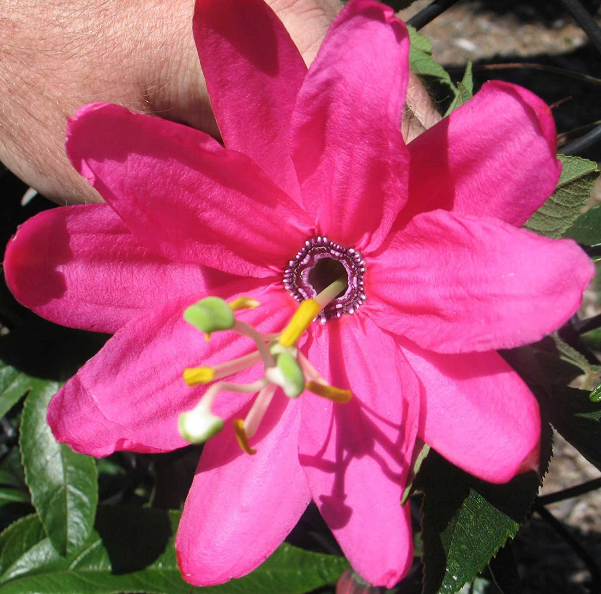 Pink Mollissima Flower seeds for Planting Premium Quality, Heirloom & GMO Free Seeds for Home Garden seeds for planting