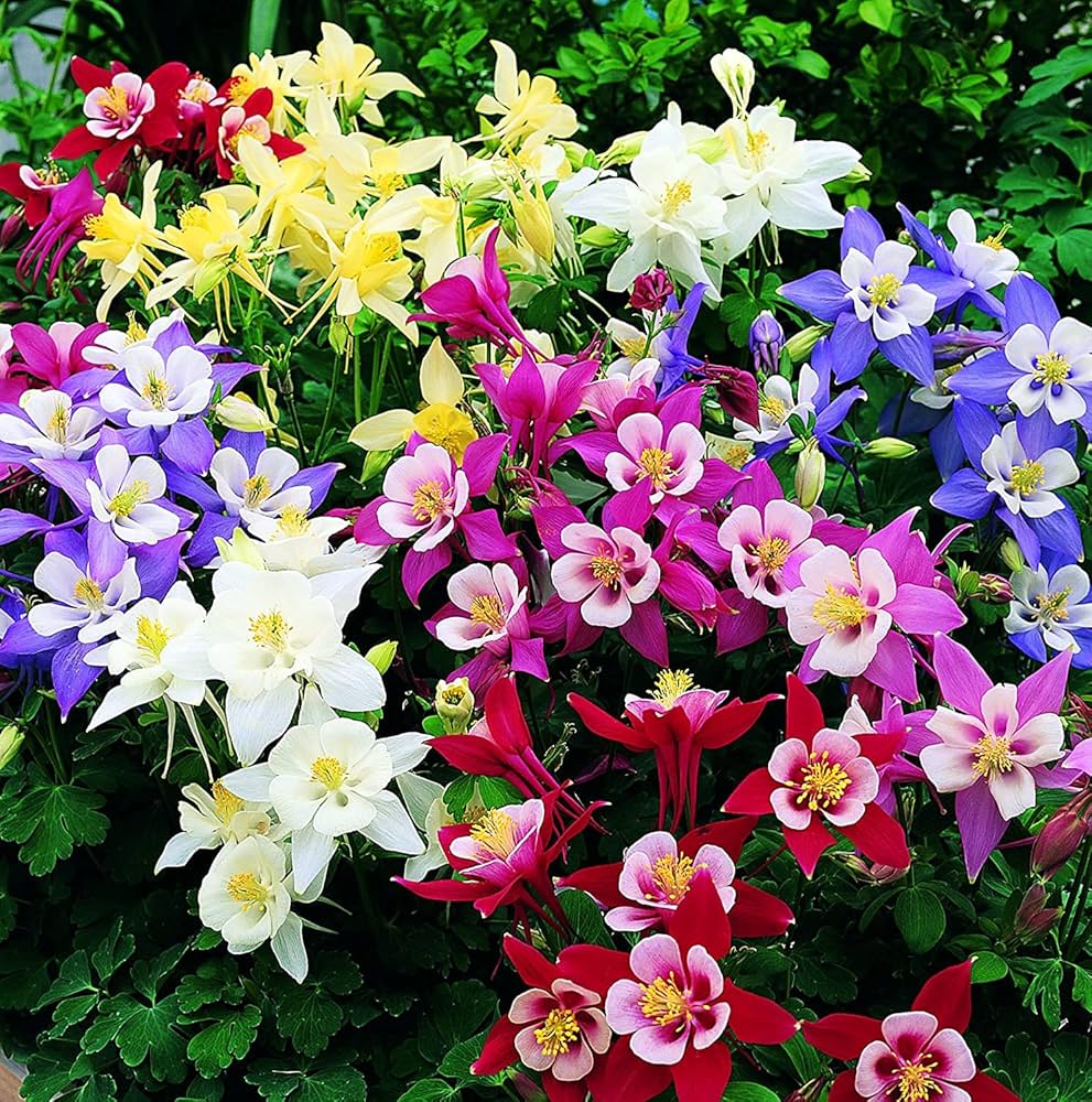 Premium Purple White Aquilegia Flower seeds for Planting Easy to Grow, Heirloom & GMO Free Seeds for Home Garden seeds