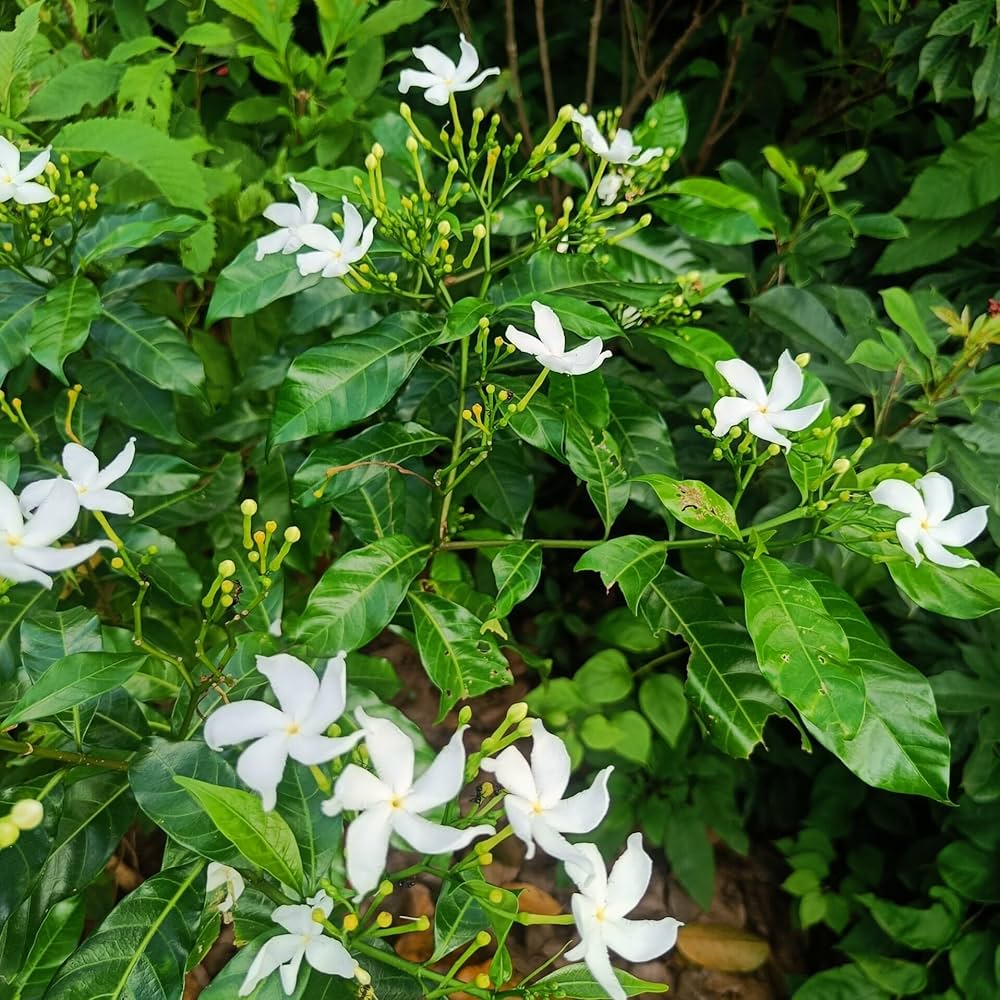 Gymnema Inodorum Flower seeds for Planting Fragrant Blossoms Heirloom & GMO Free Seeds for Home Garden