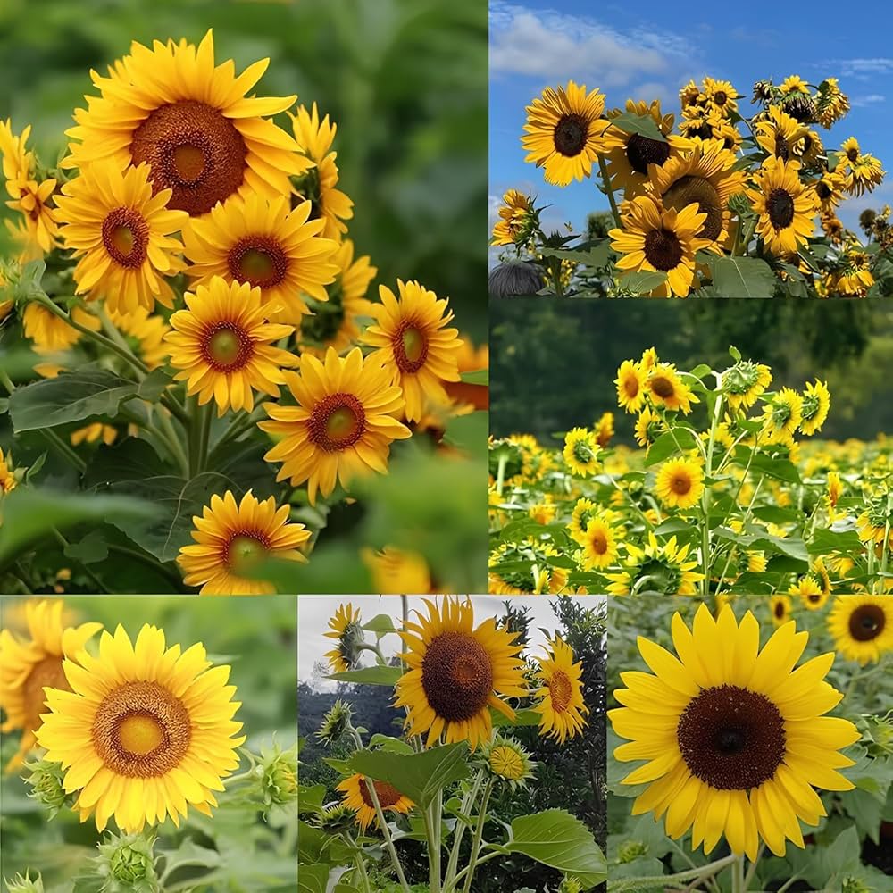 Yellow Sunflower Flower seeds for Planting - Low Maintenance, Heirloom & GMO Free Seeds for Home Garden