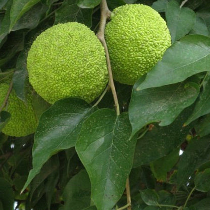 Osage Orange Seeds for Planting - Grow Your Own Trees