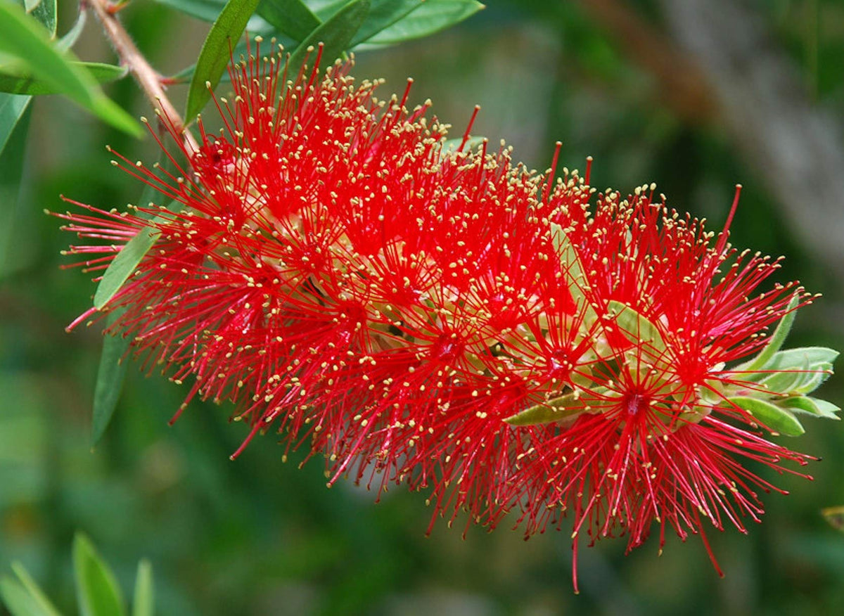 GreenWill Bottle Brush Flower seeds for Planting Vibrant Colors Heirloom & GMO Free Seeds for Home Garden