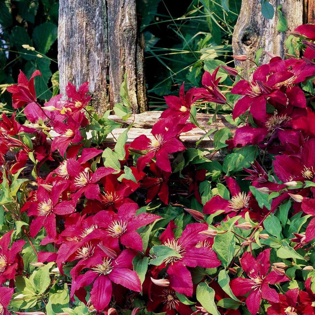 Burgundy Clematis Flower seeds for Planting Sun Loving Heirloom & GMO Free Seeds for Home Garden