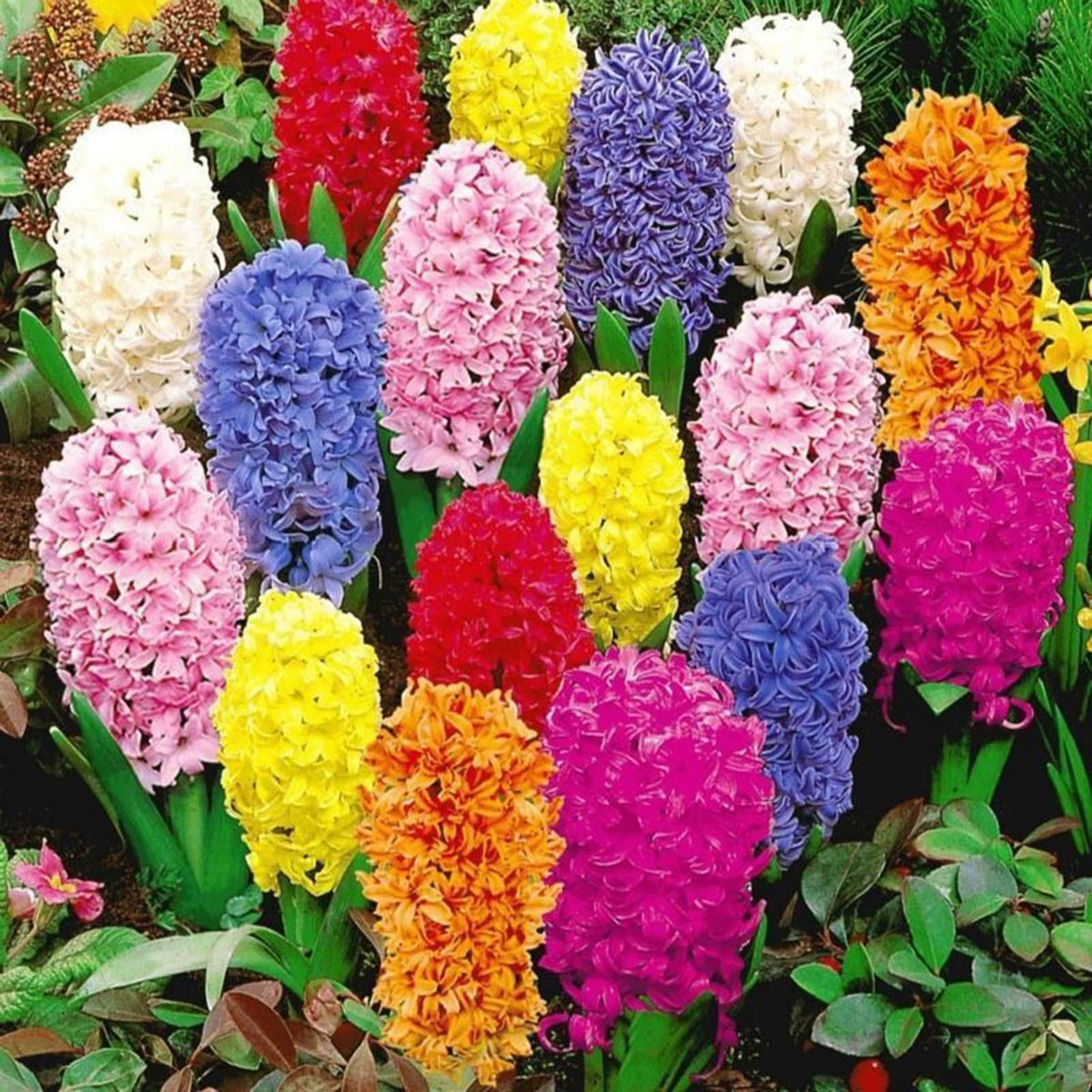 Hyacinth Flower seeds for Planting - Hardy Variety, Heirloom & GMO Free Seeds for Home Garden