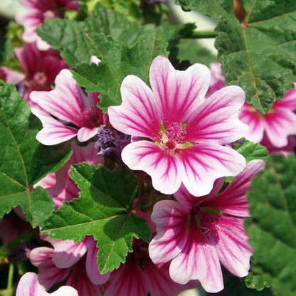 Heirloom Mallow Flower seeds for Planting Cottage Garden Essential Heirloom & GMO Free Seeds for Home Garden