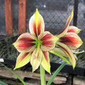 Light Yellow Hippeastrum Flower seeds for Planting Hardy Variety, Heirloom & GMO Free Seeds for Home Garden seeds for planting