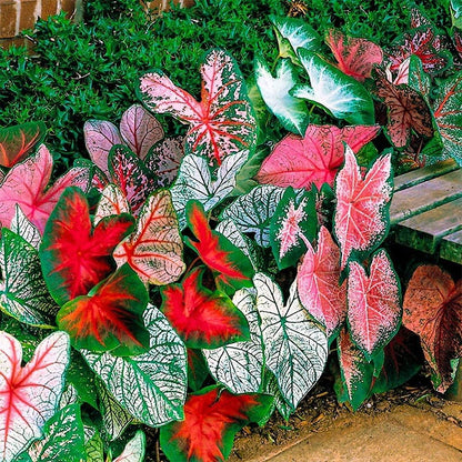 Mixed Colour Caladium Flower seeds for Planting - Garden Favorite, Heirloom & GMO Free Seeds for Home Garden