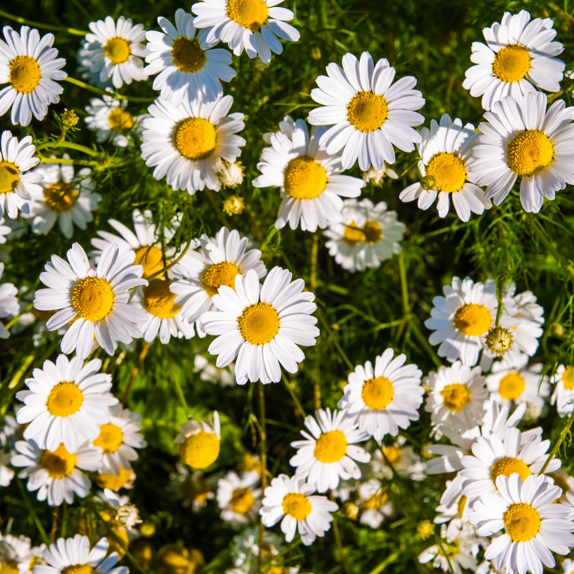 Chamaemelum Flower seeds for Planting Pollinator Friendly, Heirloom & GMO Free Seeds for Home Garden vegetable and garden seeds