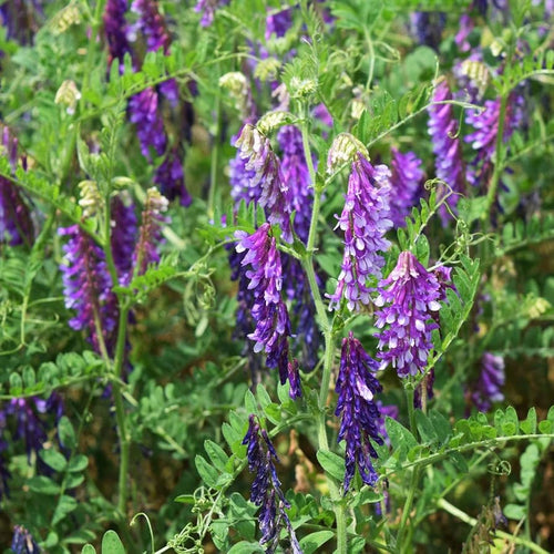 Blue Vetch Flower seeds for Planting Shade Tolerant, Heirloom & GMO Free Seeds for Home Garden seeds for planting